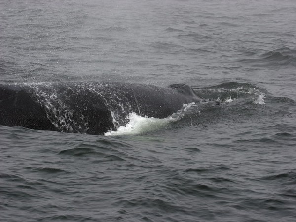 Humpback Whale